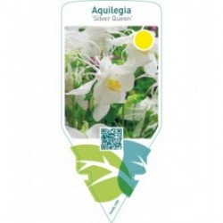 Aquilegia ‘Silver Queen’