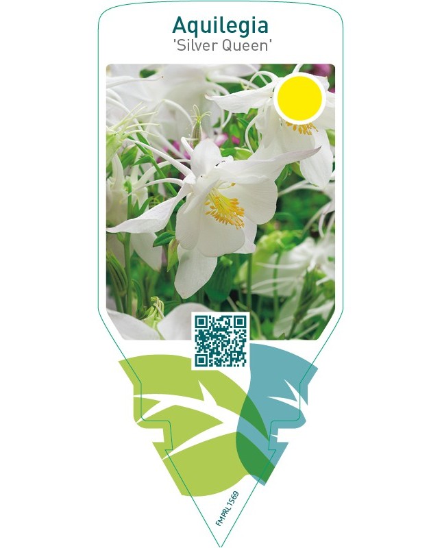 Aquilegia ‘Silver Queen’