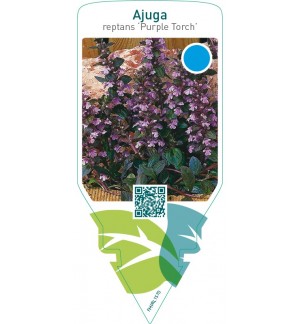 Ajuga reptans ‘Purple Torch’