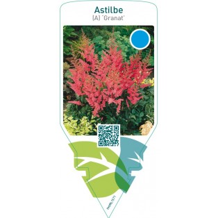 Astilbe (A) ‘Granat’