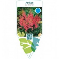 Astilbe (A) ‘Granat’