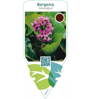 Bergenia ‘Abendglut’