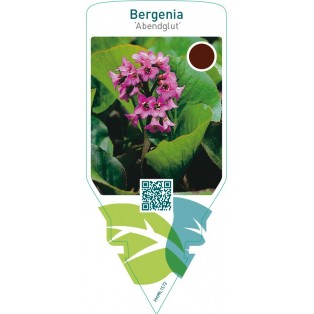 Bergenia ‘Abendglut’