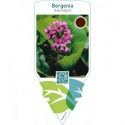 Bergenia ‘Abendglut’