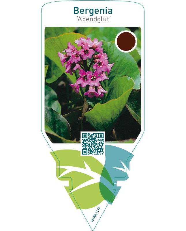 Bergenia ‘Abendglut’