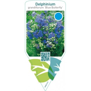 Delphinium grandiflorum ‘Butterfly’