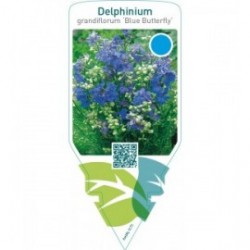 Delphinium grandiflorum ‘Butterfly’