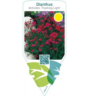 Dianthus deltoides ‘Flashing Light’