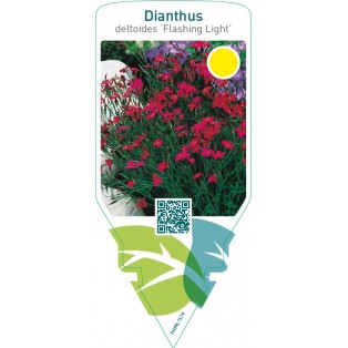 Dianthus deltoides ‘Flashing Light’