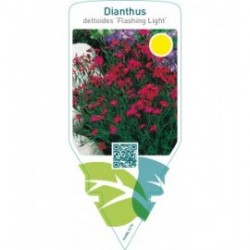 Dianthus deltoides ‘Flashing Light’