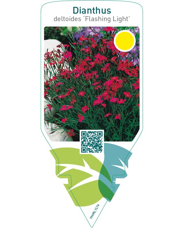 Dianthus deltoides ‘Flashing Light’