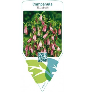 Campanula ‘Elizabeth’