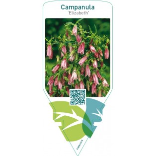 Campanula ‘Elizabeth’
