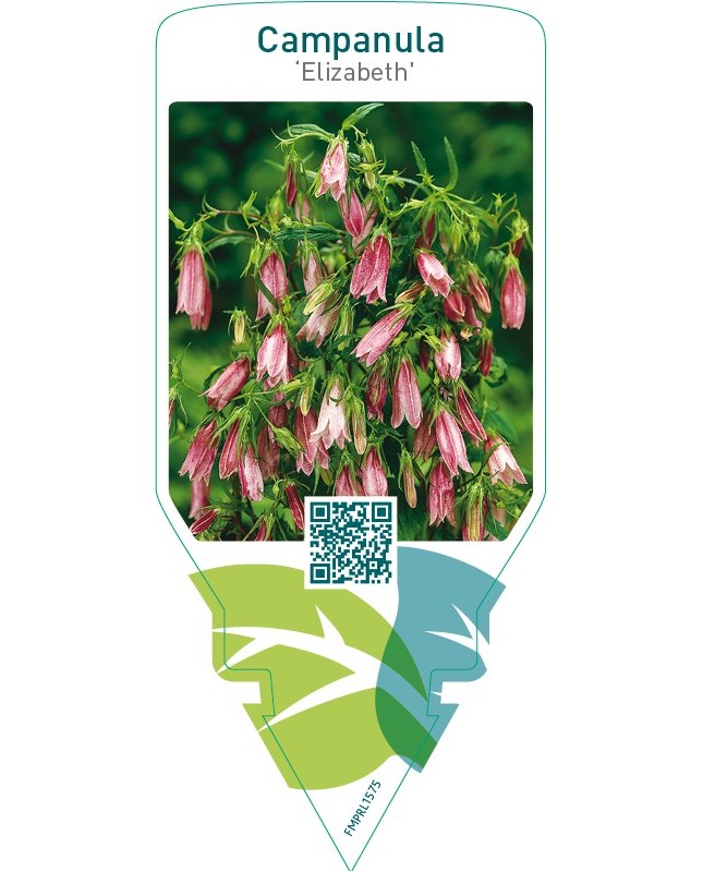 Campanula ‘Elizabeth’