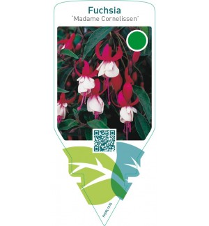 Fuchsia ‘Madame Cornelissen’