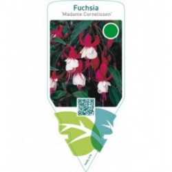 Fuchsia ‘Madame Cornelissen’