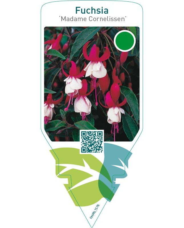Fuchsia ‘Madame Cornelissen’