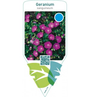 Geranium sanguineum  red