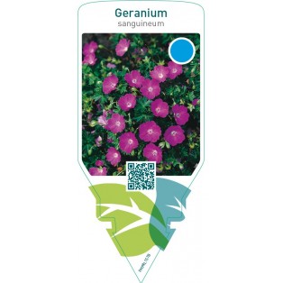 Geranium sanguineum  red