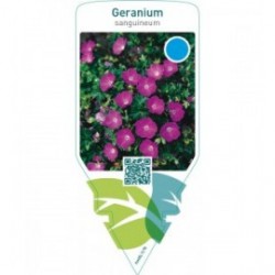 Geranium sanguineum  red