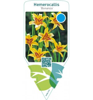 Hemerocallis ‘Bonanza’