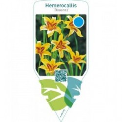 Hemerocallis ‘Bonanza’