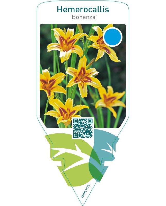 Hemerocallis ‘Bonanza’