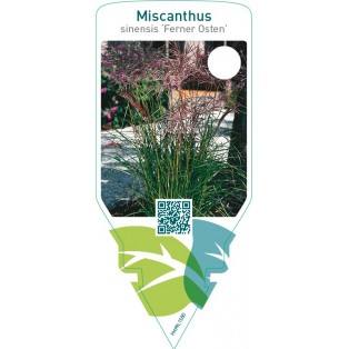 Miscanthus sinensis ‘Ferner Osten’