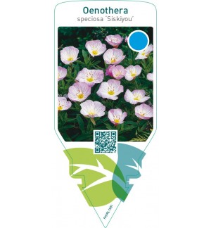 Oenothera speciosa ‘Siskiyou’