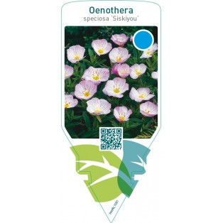 Oenothera speciosa ‘Siskiyou’