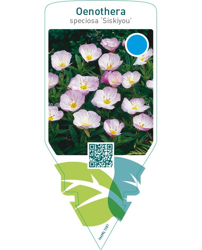 Oenothera speciosa ‘Siskiyou’