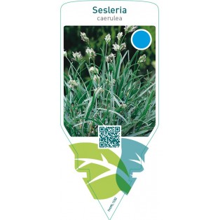 Sesleria caerulea