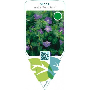 Vinca major ‘Reticulata’