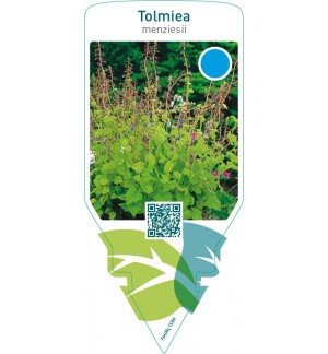 Tolmiea menziesii