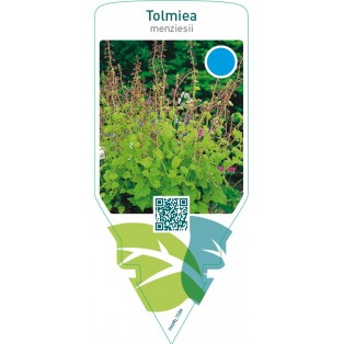 Tolmiea menziesii