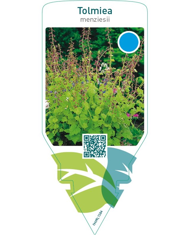 Tolmiea menziesii