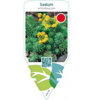 Sedum ochroleucum