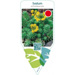 Sedum ochroleucum