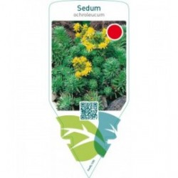 Sedum ochroleucum