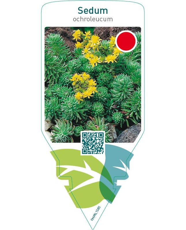 Sedum ochroleucum