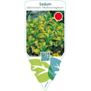 Sedum alboroseum ‘Mediovariegatum’