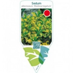 Sedum alboroseum ‘Mediovariegatum’