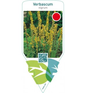 Verbascum nigrum