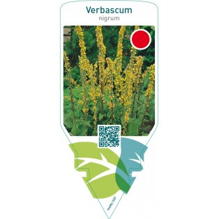 Verbascum nigrum