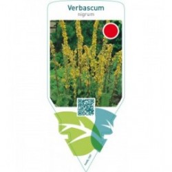 Verbascum nigrum