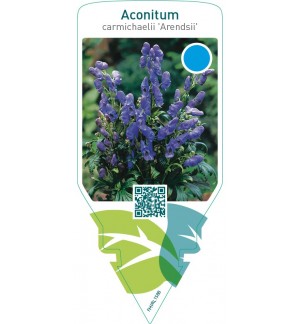 Aconitum carmichaelii ‘Arendsii’