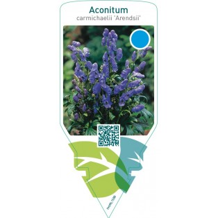 Aconitum carmichaelii ‘Arendsii’