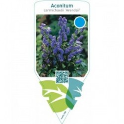 Aconitum carmichaelii ‘Arendsii’