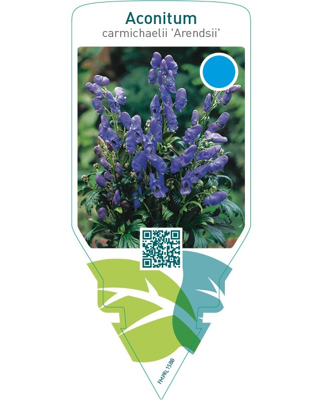 Aconitum carmichaelii ‘Arendsii’
