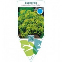 Euphorbia cyparissias ‘Fens Ruby’